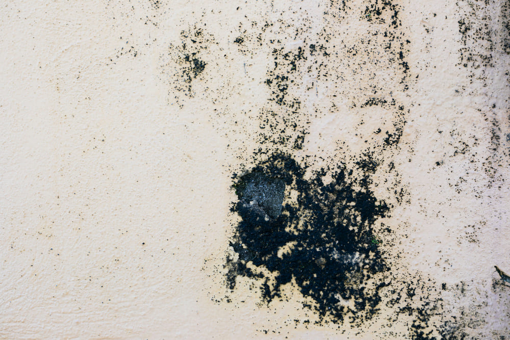 Come eliminare la muffa dalle pareti: scopri i segreti per un ambiente sano e privo di muffa